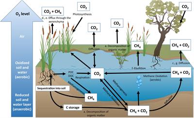 Reducing Emissions From Degraded Floodplain Wetlands